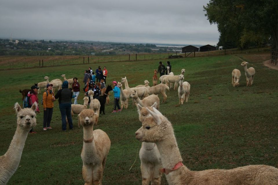 Alpaca-looza Fall 2024