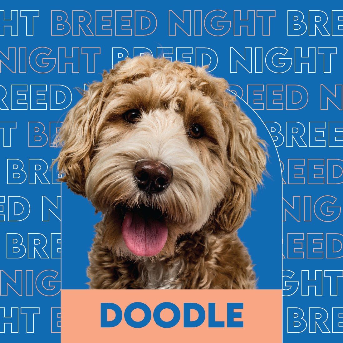 Doodle Breed Night