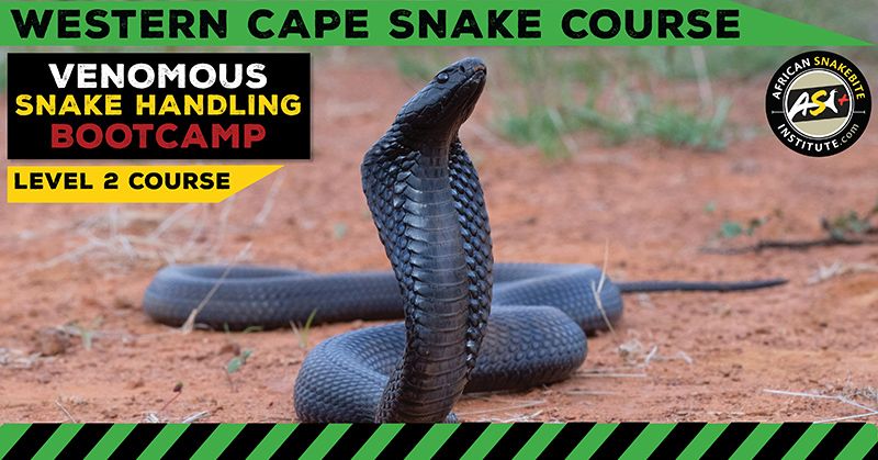 Venomous Snake Handling Bootcamp