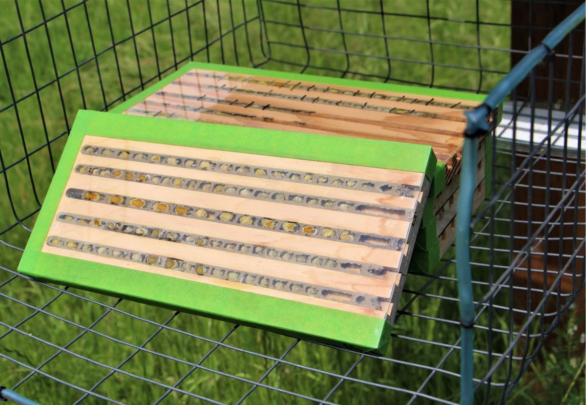 Raising Mason Bees