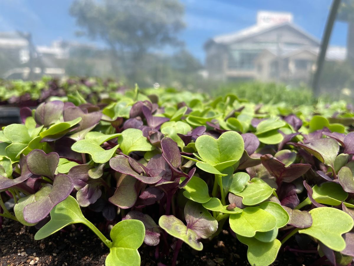 Growing Micro-Greens Workshop