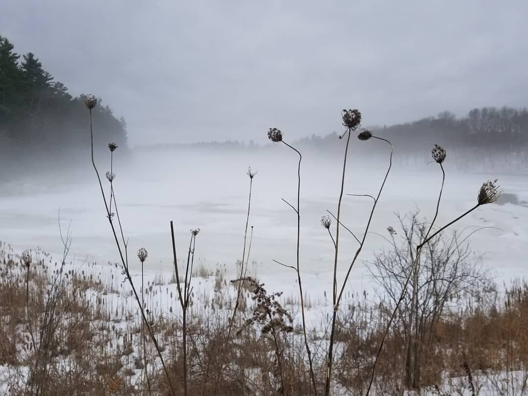 Winter Foraging Plant Walk at Thompson Field