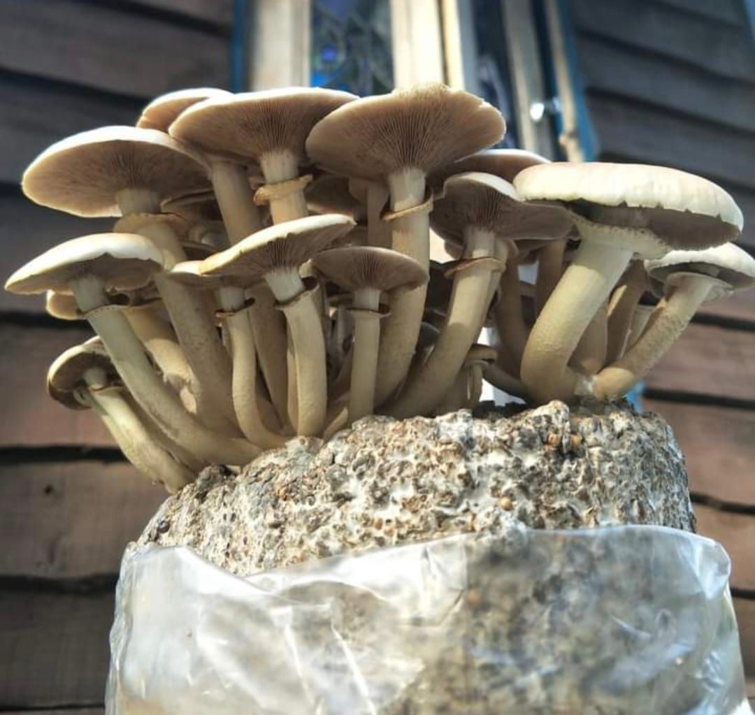 Mount Martha Fungal Wizardry for Beginners