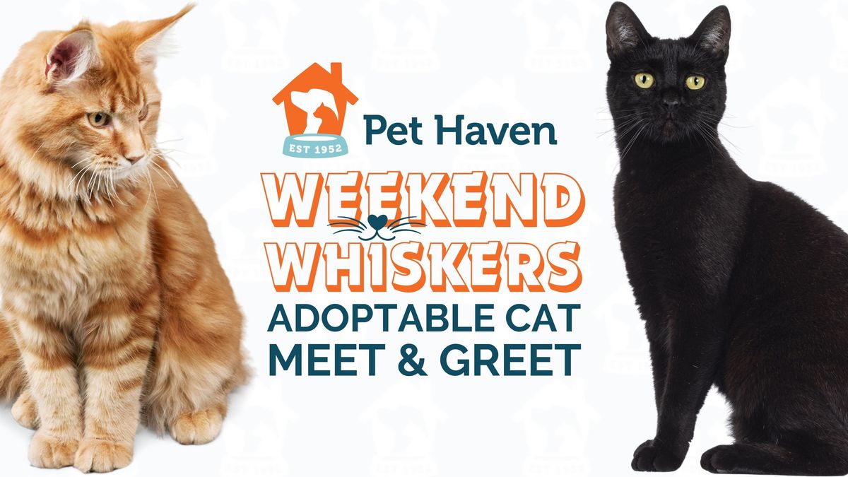 Weekend Whiskers! Adoptable Cat Meet & Greet!