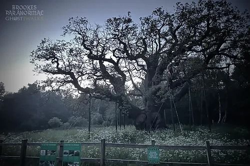 *5 PLACES LEFT* -Sherwood Forest Ghost Walk - 28TH February 2025