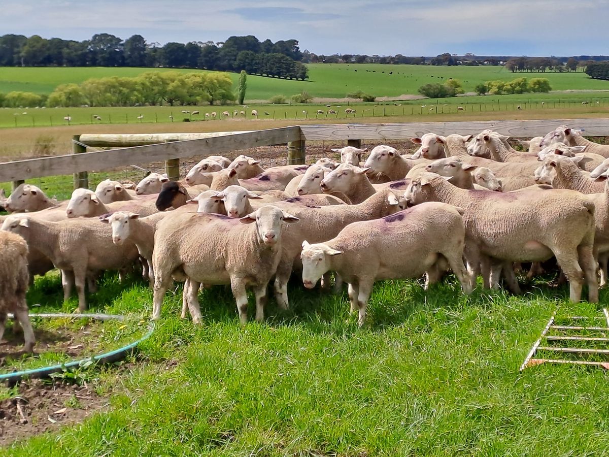 Yendora White Suffolks on-property ram sale