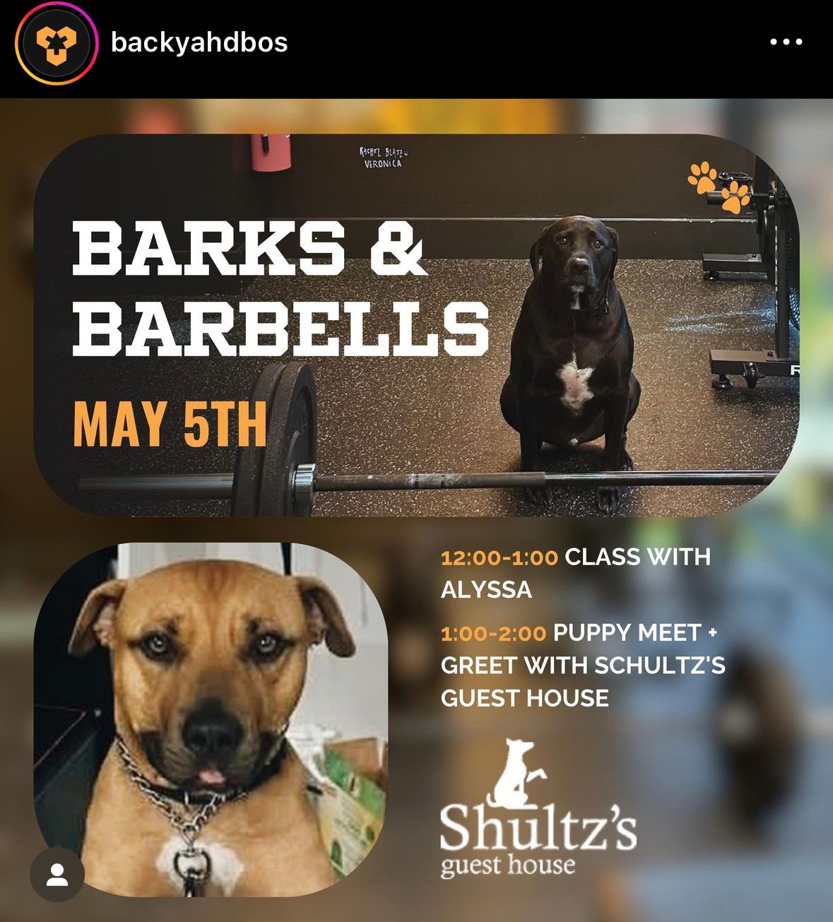 Barks & Barbells
