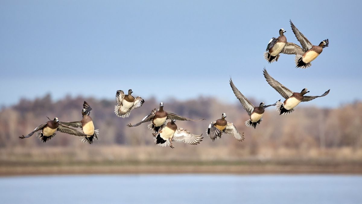 Farmington Bay WMA Nest Box Day