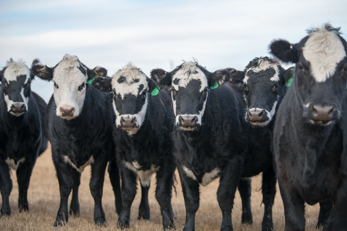 October Cattlemen's Meeting 2024