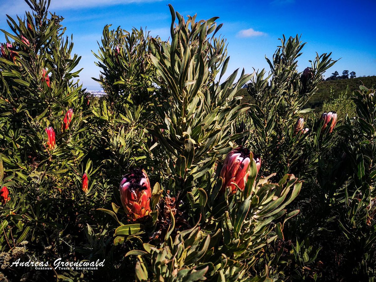 Protea and Tree Walk