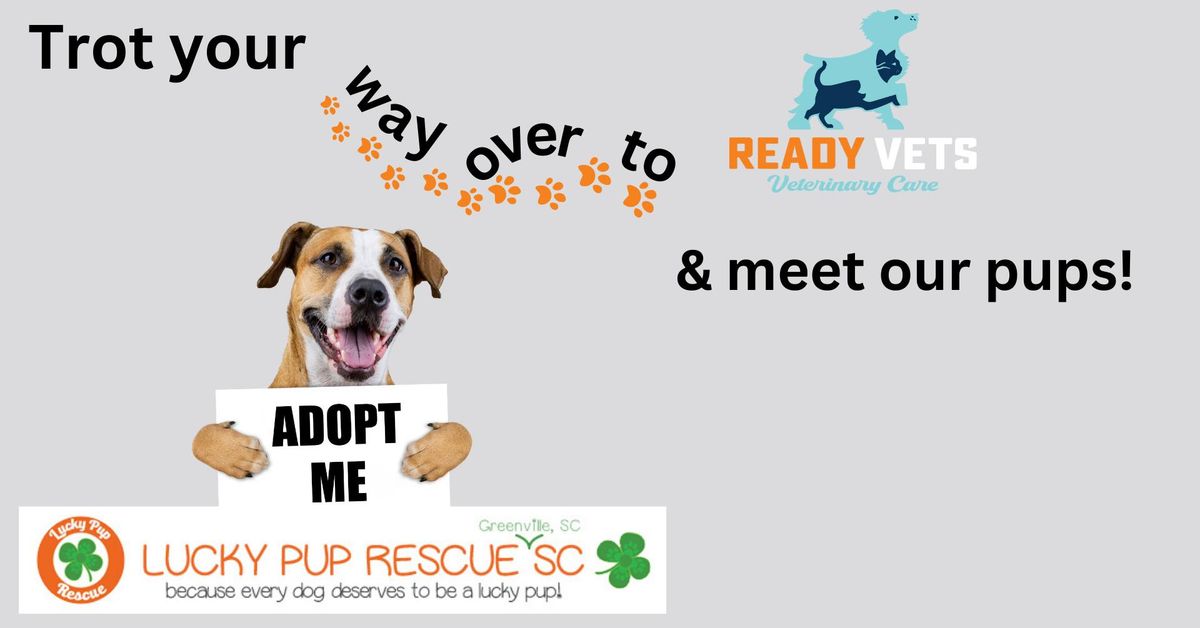 Adoption Event @ ReadyVet