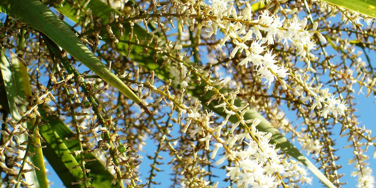 Guided Walk: Botany