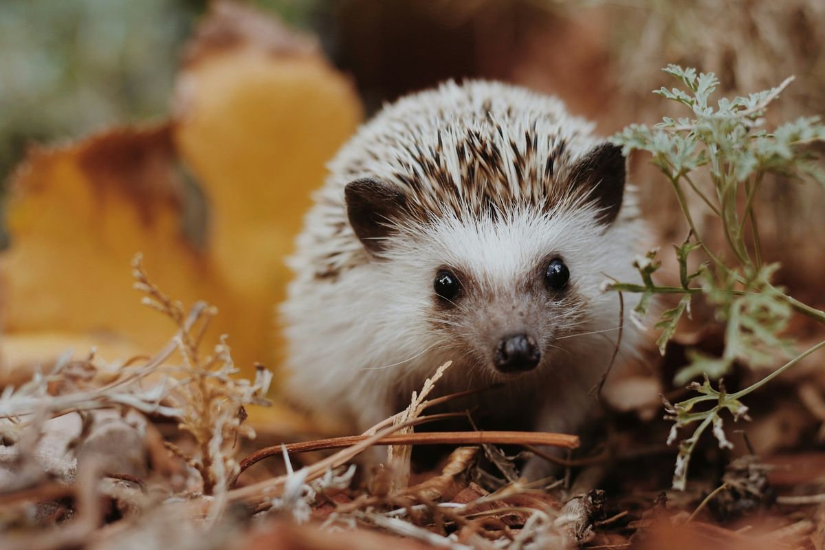 *FULLY BOOKED* Meet The Hedgehogs at Thames Chase