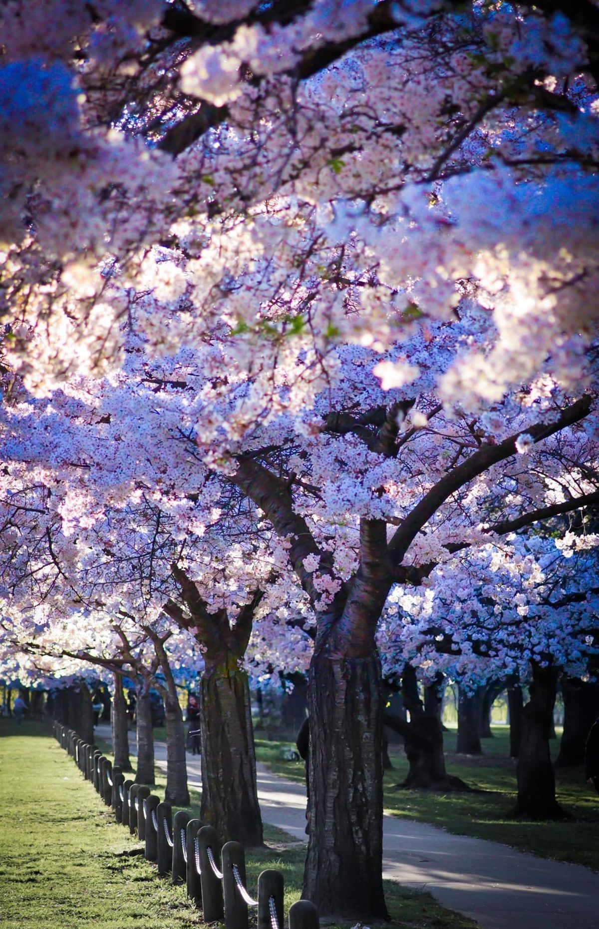 Photo shoot with cherry blossoms \ud83c\udf38 