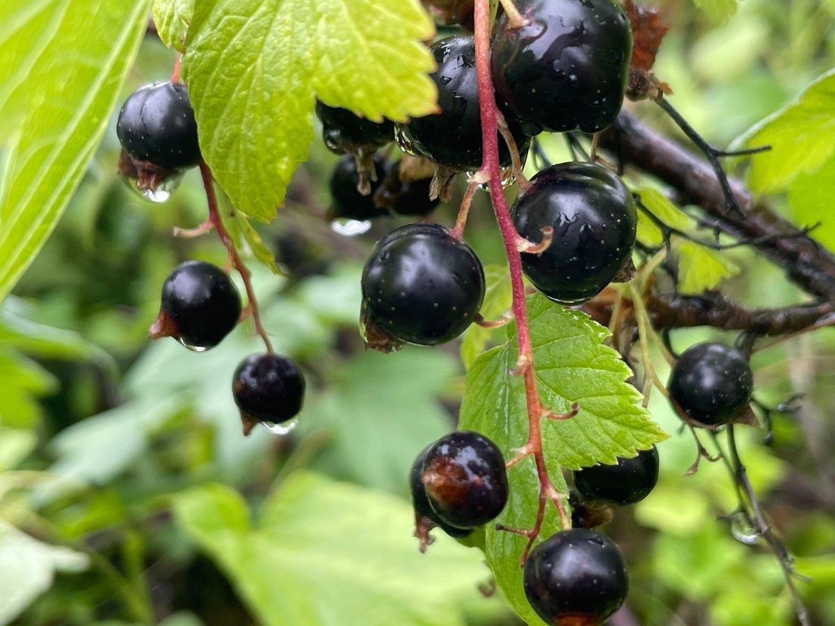 Far North Currant Festival