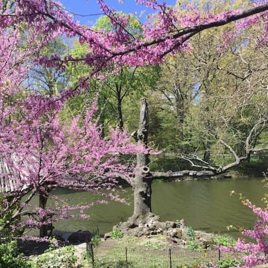 Central Park: Walking Tour