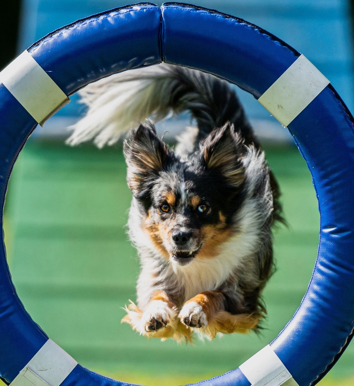 Spring Open Agility 