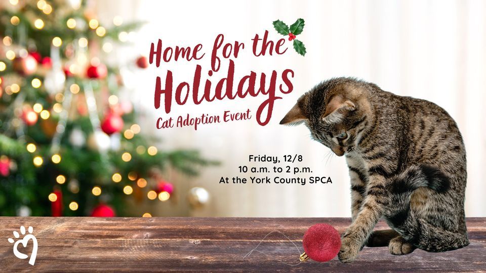 Home for the Holidays: Cat Adoption Event