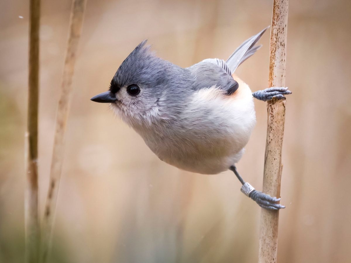 Second Saturday Bird Walk