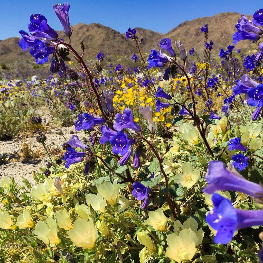 Wildflower Walks at the Monument