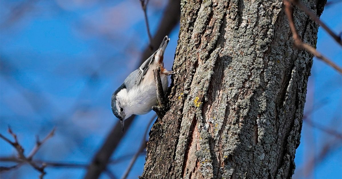 Family Nature Program: Winter Birds