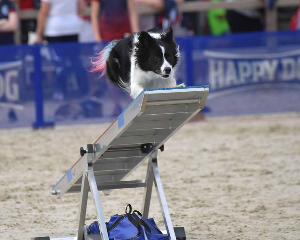 UKI Agility Trial! 