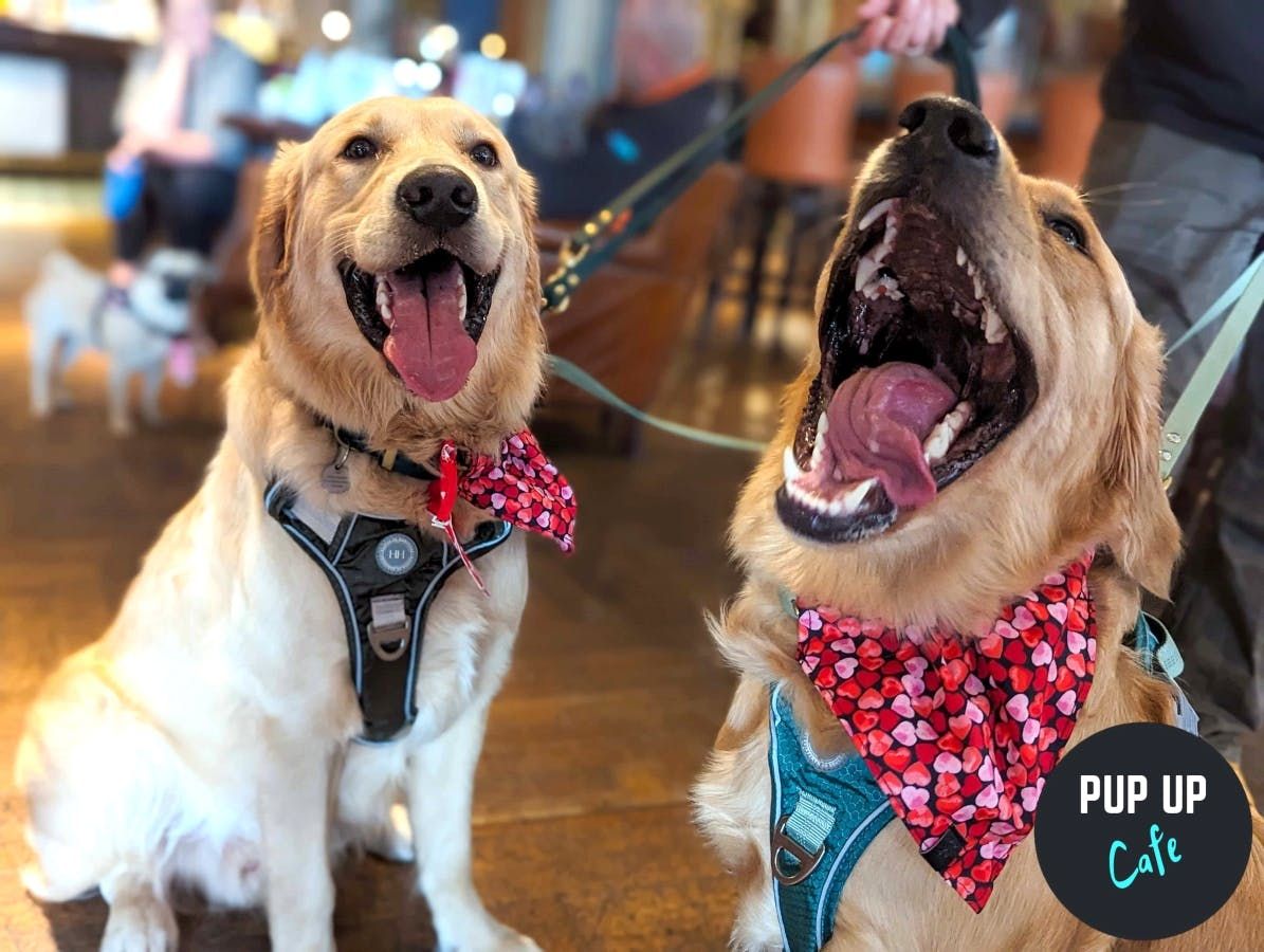 Golden Retriever Pup Up Cafe - Exeter