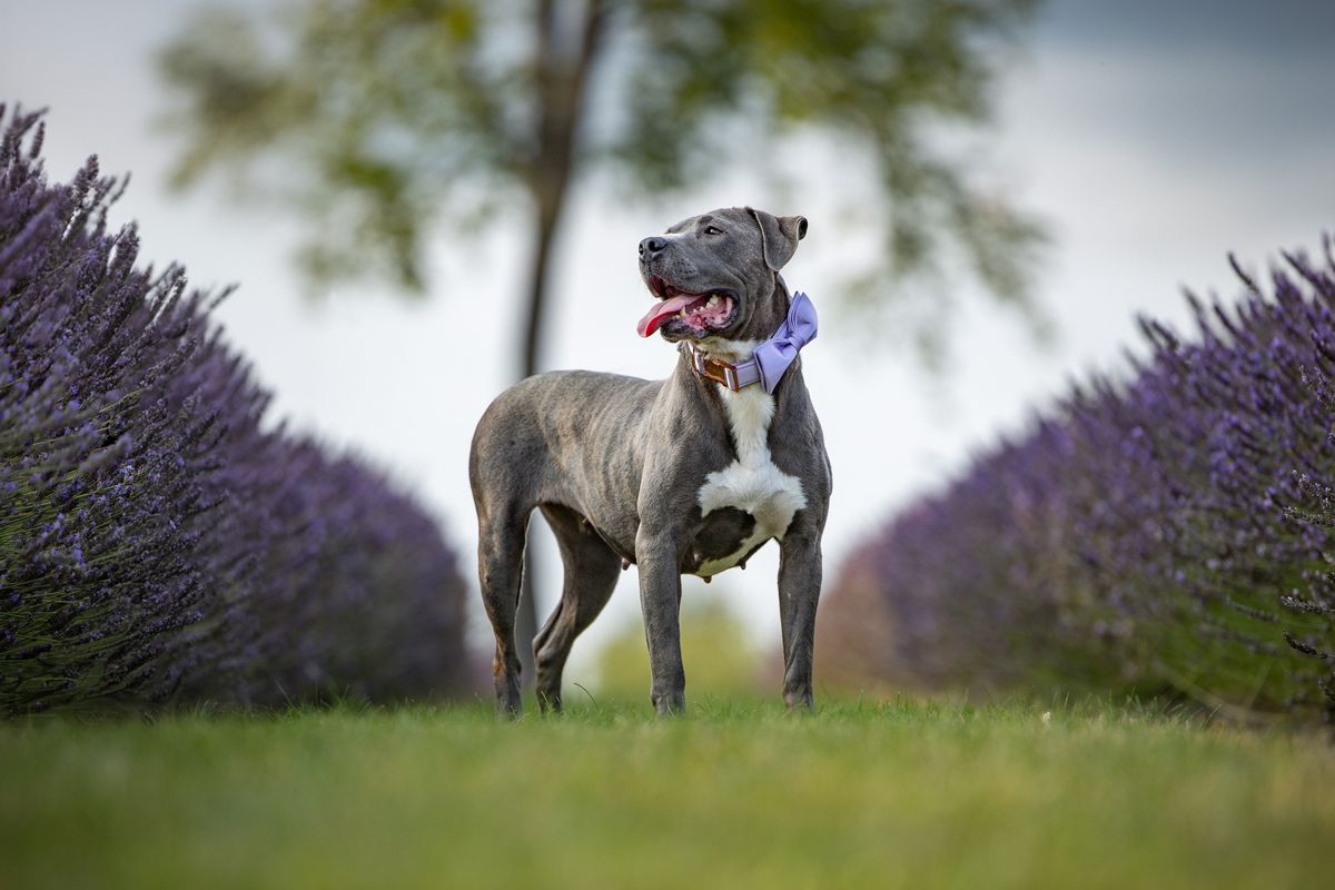 Pitties and Pumpkins! Fall Social Drop-in