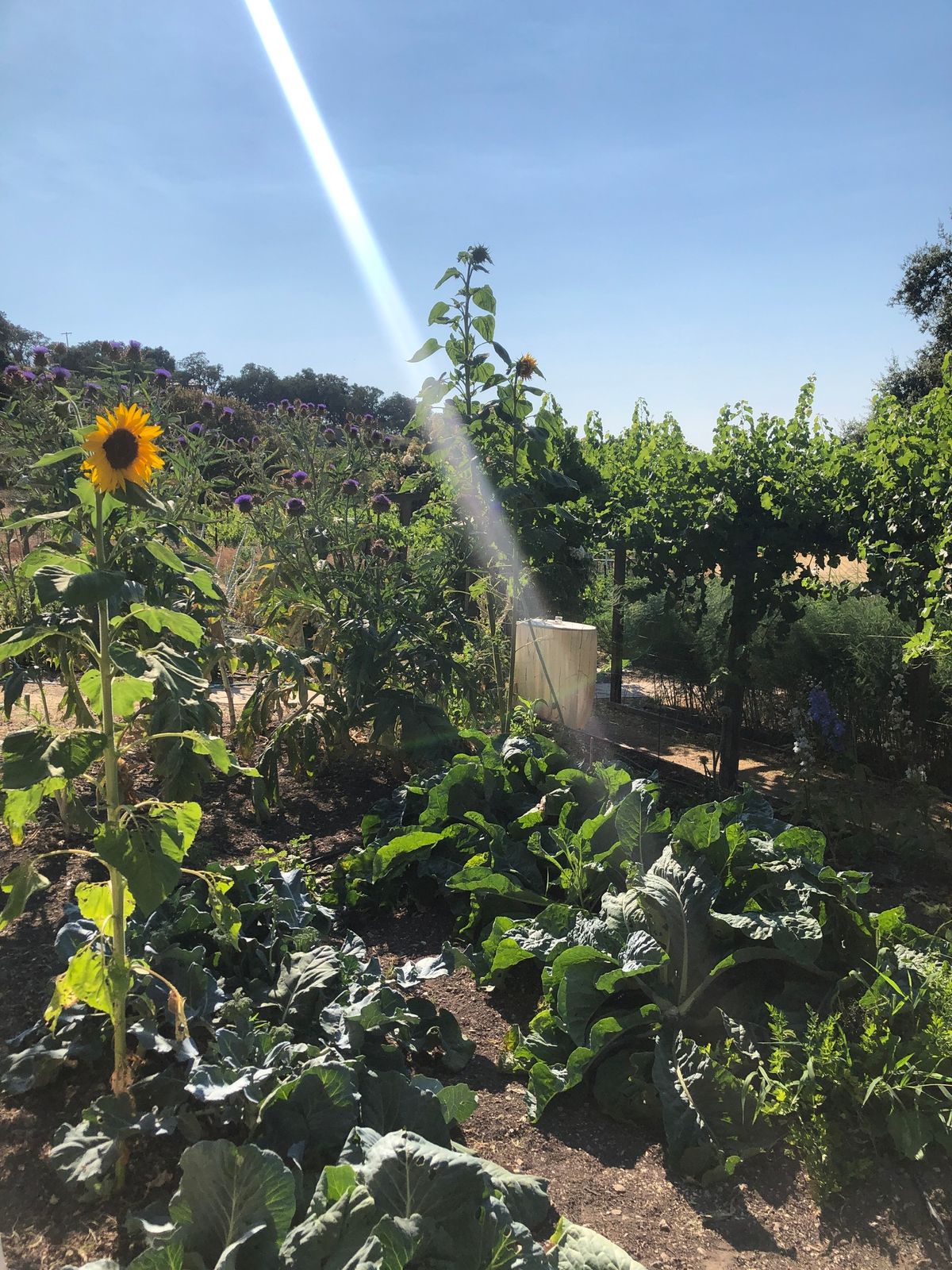 South Florida Farms First Harvest Dinner - Featuring Knuttel Winery