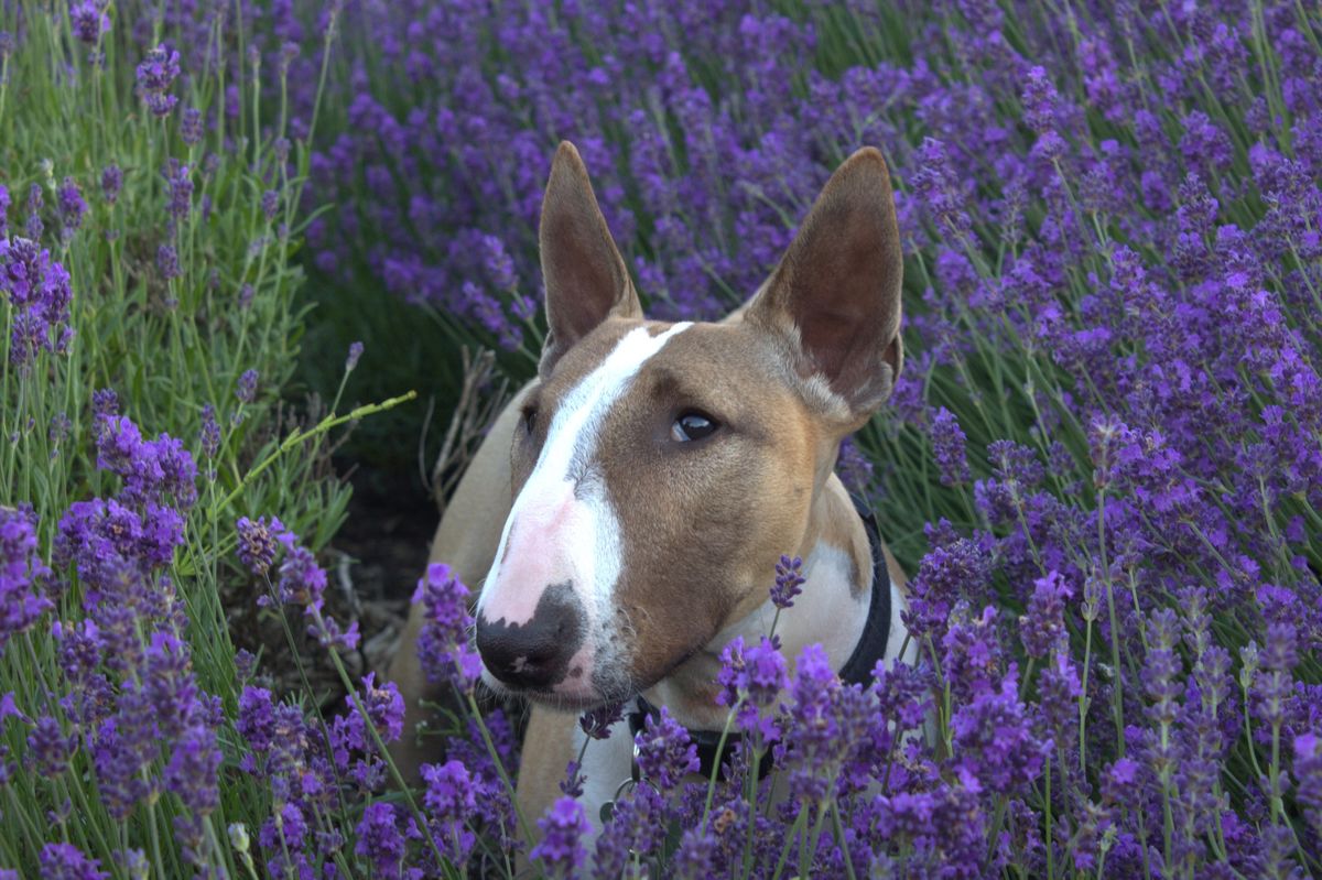 Leeds Bullie Walk ( for Rescue)