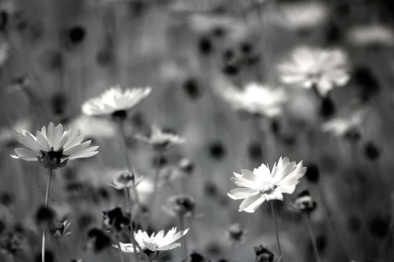 Black & White Photography