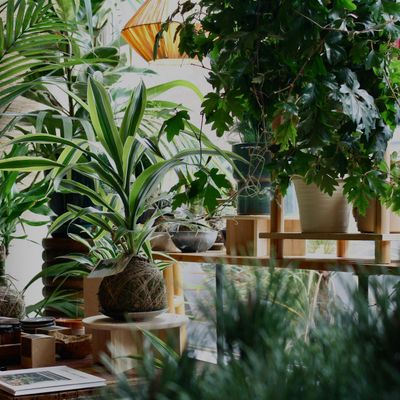 The Little Green Shop