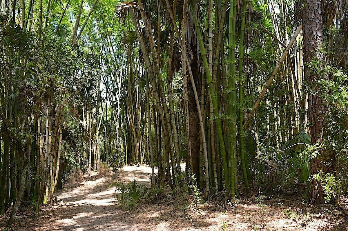 Treasures of the Trail: A hike along the Estero River