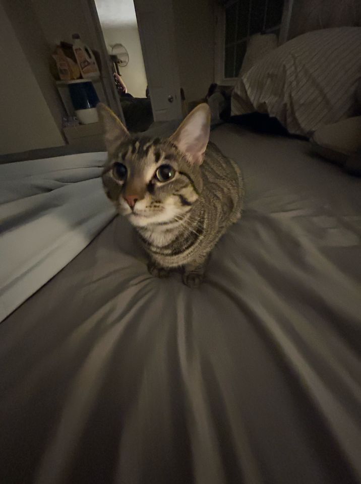 adoption-event-petsmart-winchester-va-26-february-2023