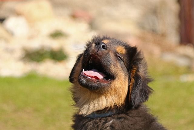 Baby Puppy Class - Morpeth 