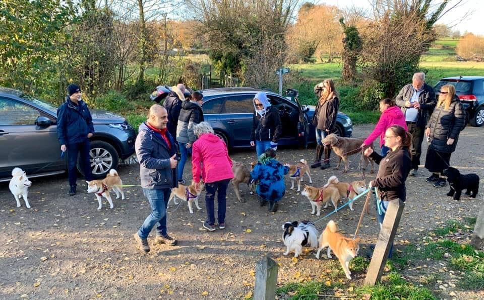 Japanese Shiba Inu Walkies in Cookham