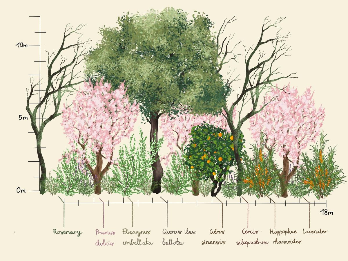 Agroforestry Workshop (Mediterranean)