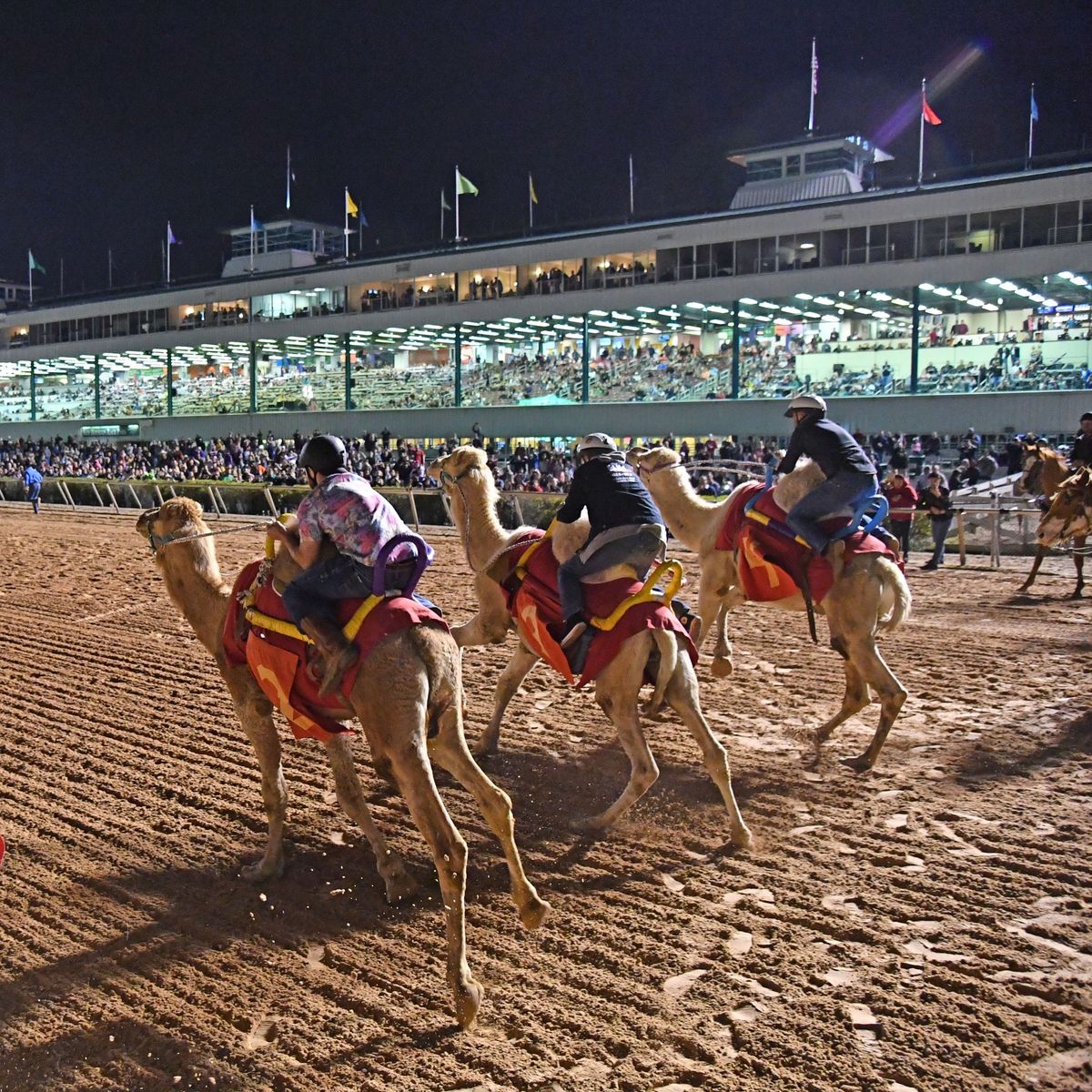 Camel and Ostrich Racing