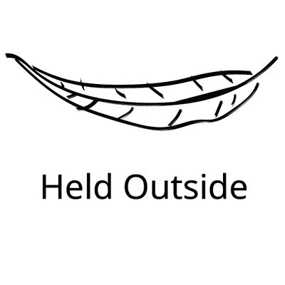 Held Outside nature connection experiences