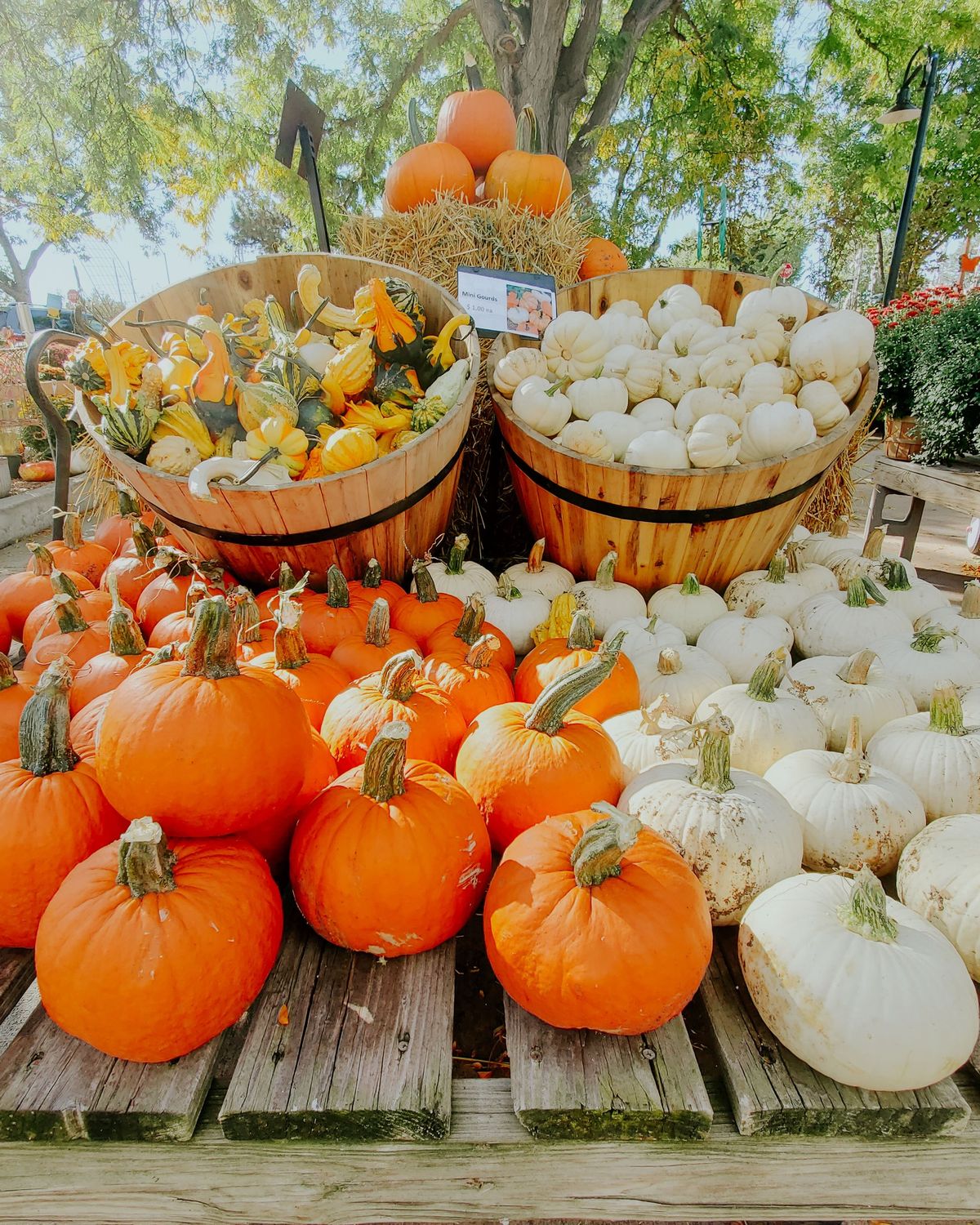 Fall Fest at Bath Garden Center