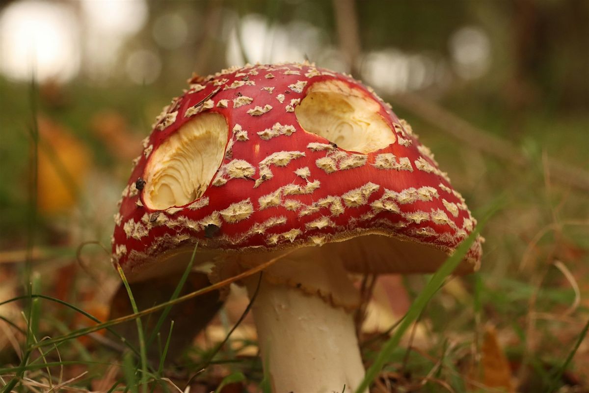 Halloween Mushrooms At Pendle