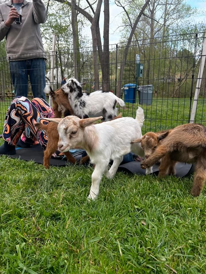 Goat Yoga At Waterline Brewing