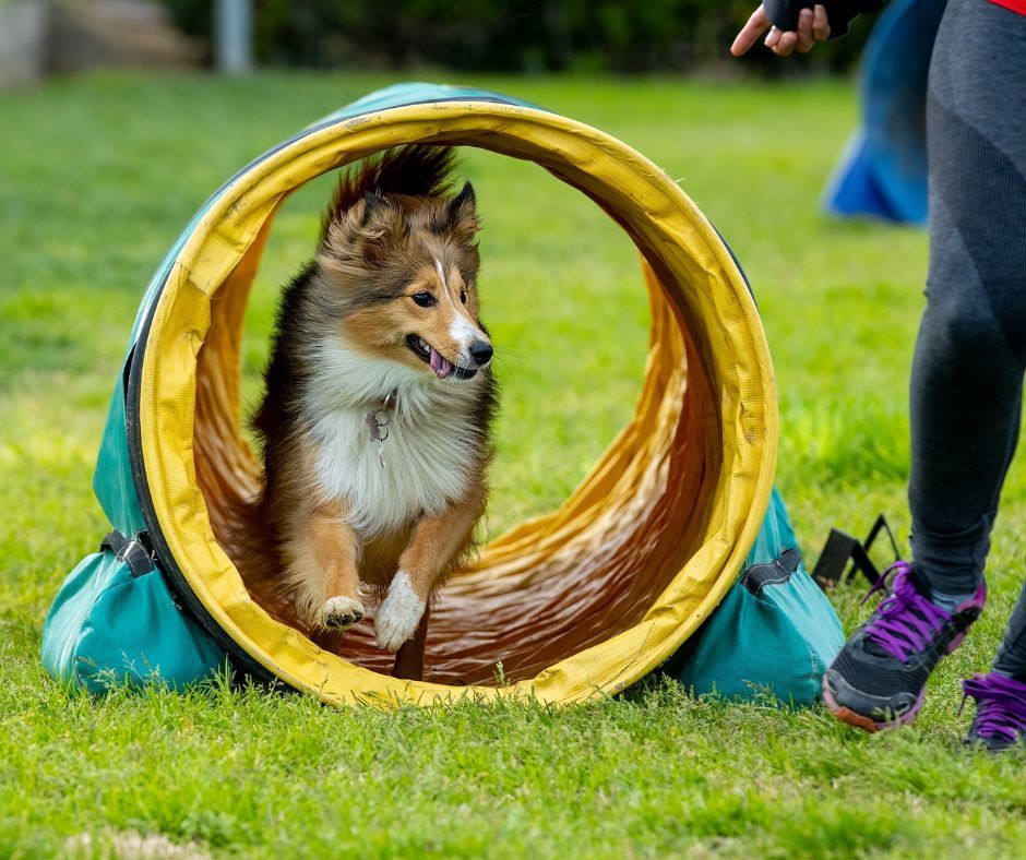 Puppy Agility