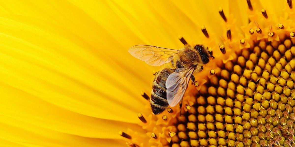 Hello Spring! Natural Bee Keeping - Thirroul Library