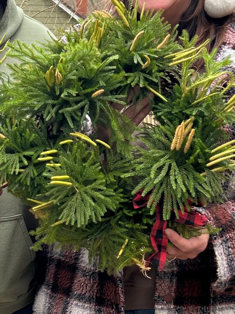 Ground pine Holiday Wreaths