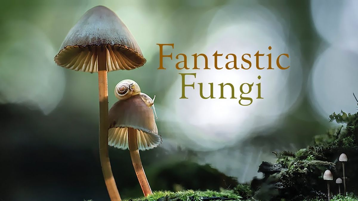 Fantastic Fungi | Sunday Doc Series at Midtown Cinema
