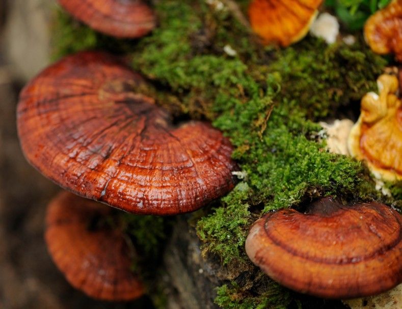 Medicinal Mushrooms