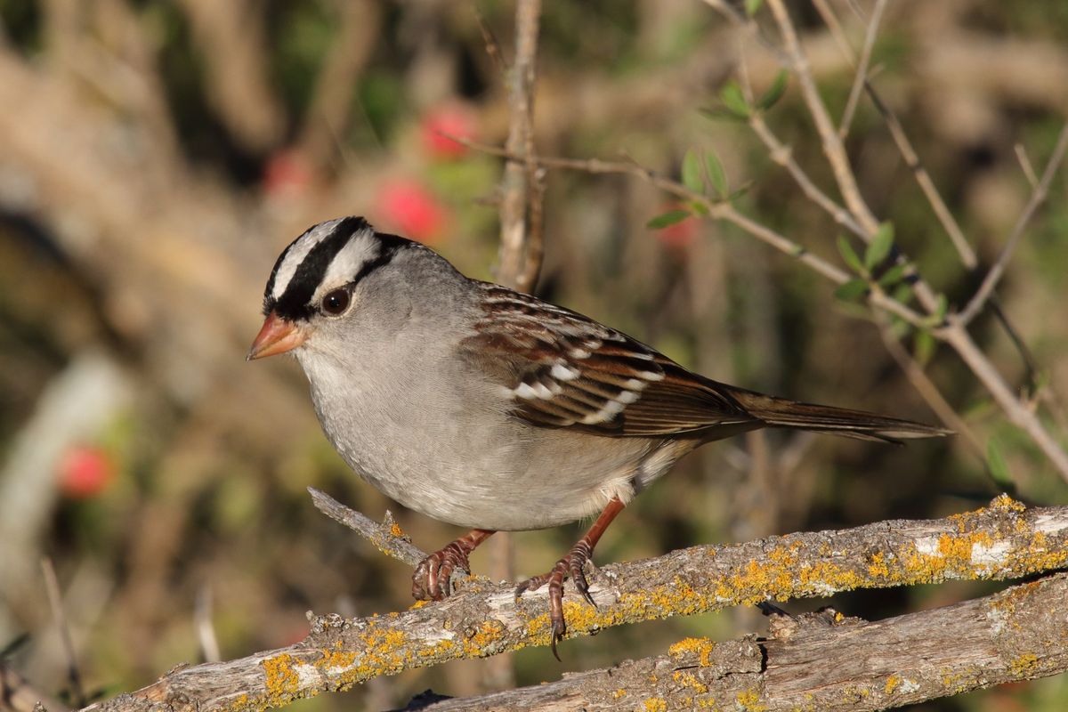 Name That Tune: Birdsong Edition