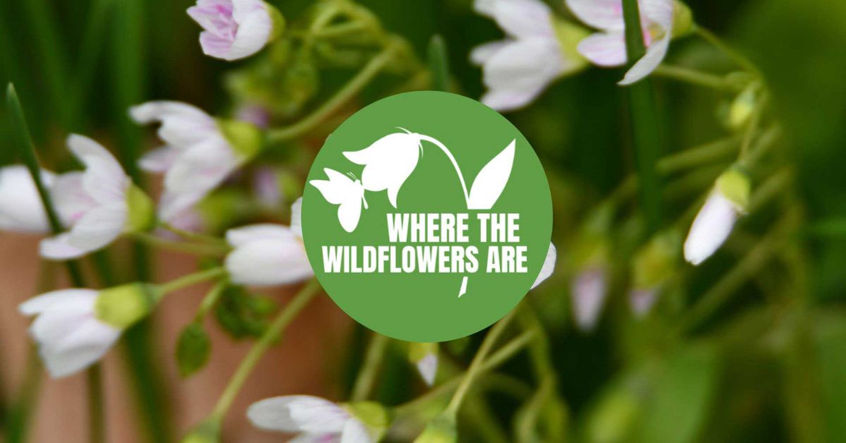 Where the Wildflowers Are: Hidden Oaks Preserve