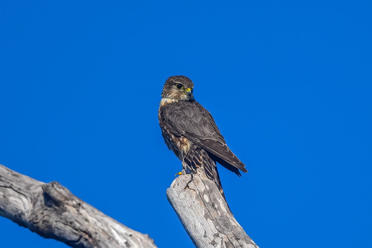 Colorado Raptors: Big, Bold & Beautiful